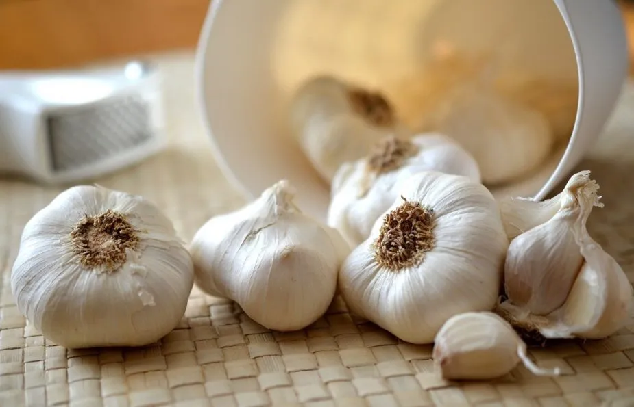 Organic vs Conventional Garlic